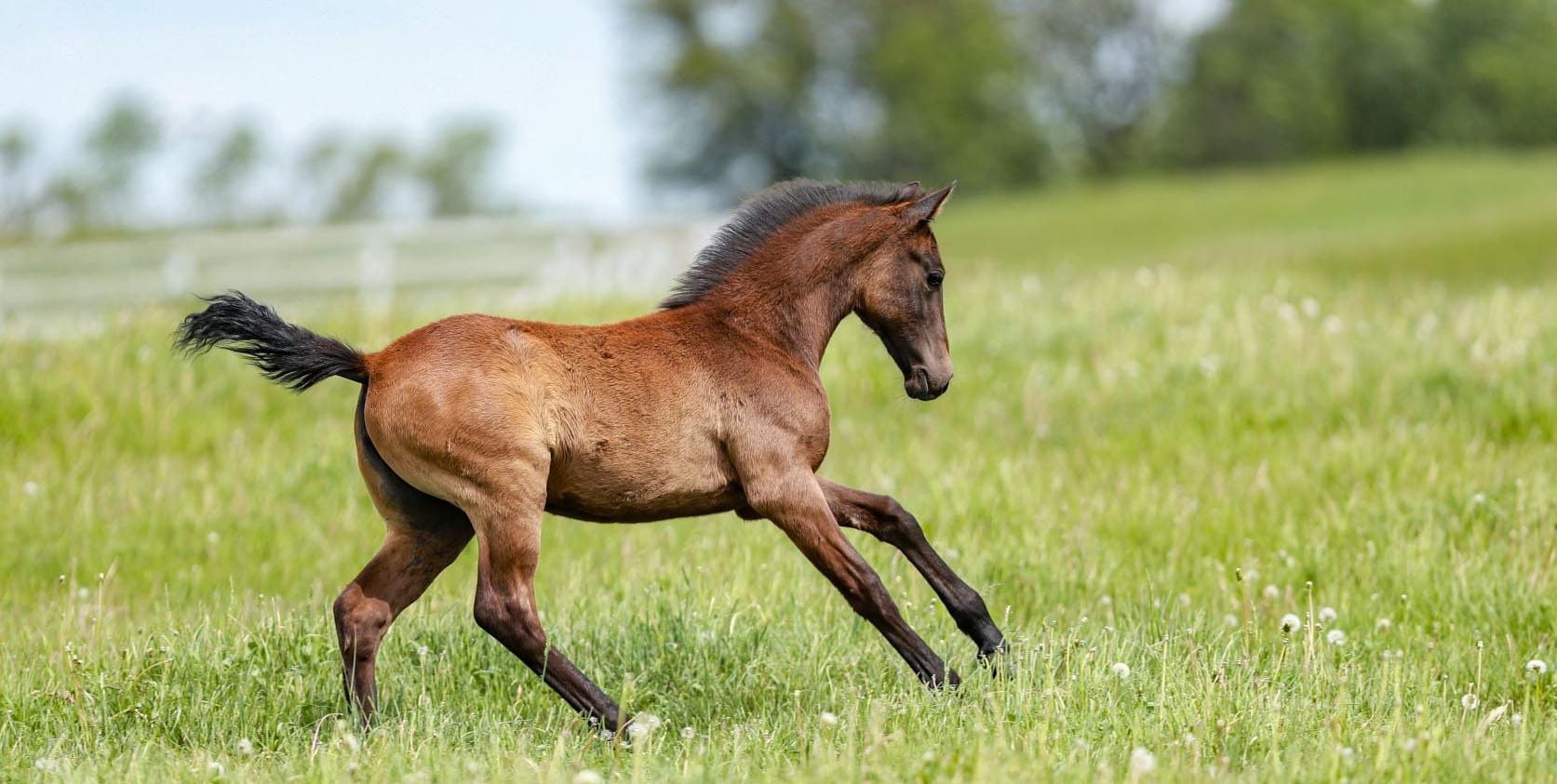 3 month old Lipizzan filly Agatha